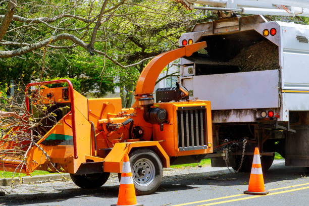 How Our Tree Care Process Works  in  Parsippany, NJ