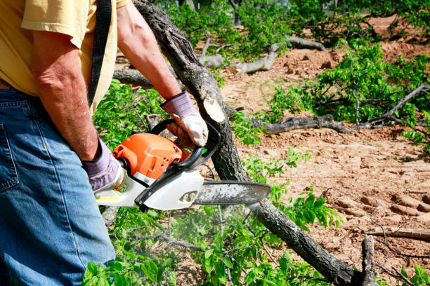 Best Tree and Shrub Care  in Parsippany, NJ